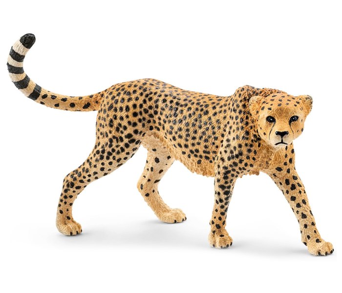 Gepard zenka